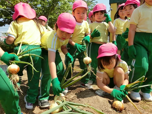 苗植え